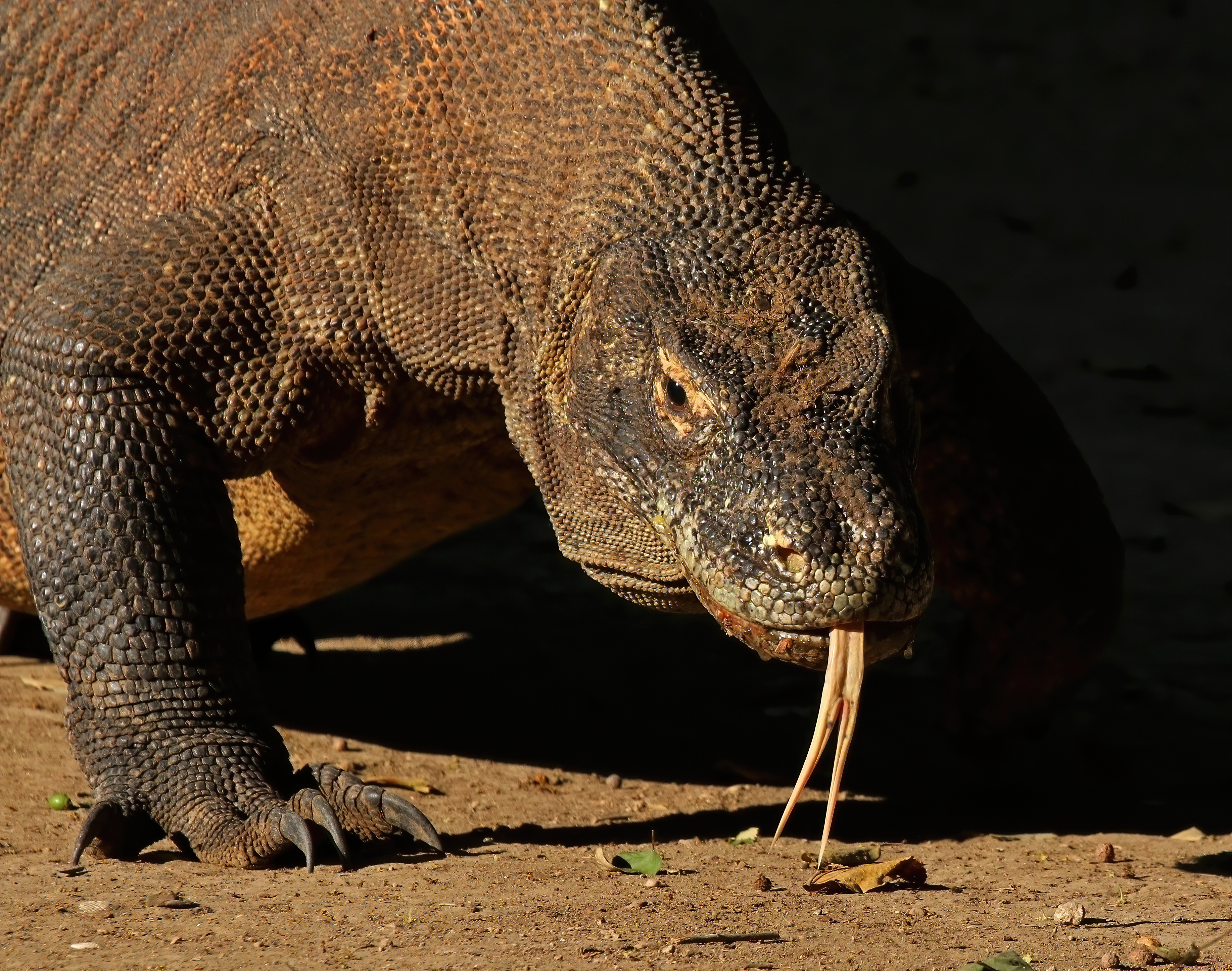 A Komodo dragon walking through the grass on Rinca Island
