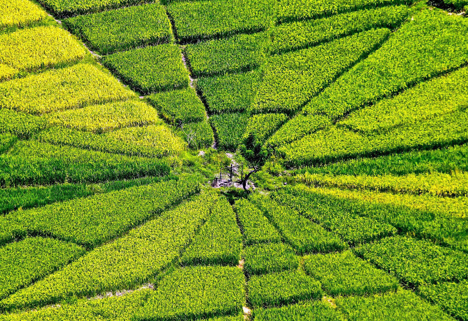 A spider-web rice field seen from above, its wedges of green and gold radiating from a central point