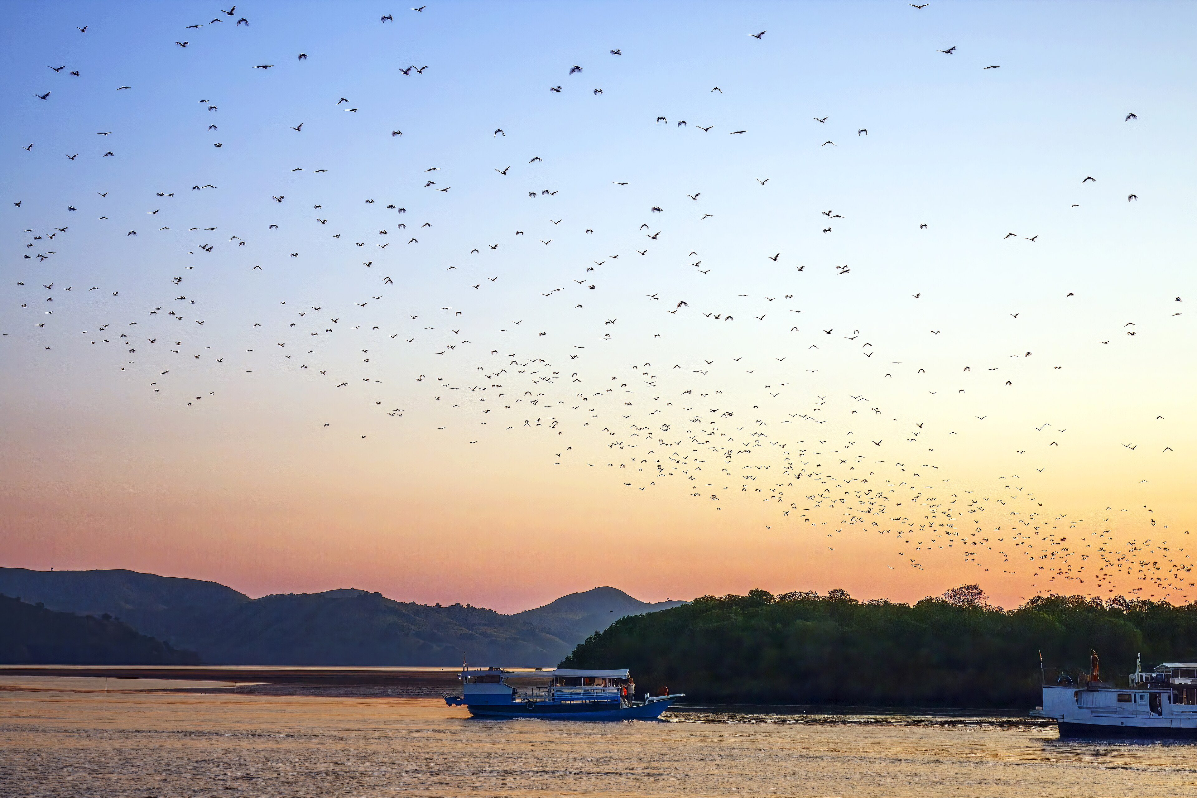 Large flying foxes in flight from Pulau Kalong at sunset